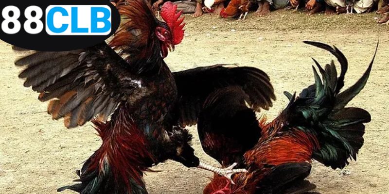 Mẹo Đá Gà Thắng Lớn - Chiến Thuật Đỉnh Cao Cho Người Chơi 5 ap-dung-meo-da-ga-thang-lon-de-dang