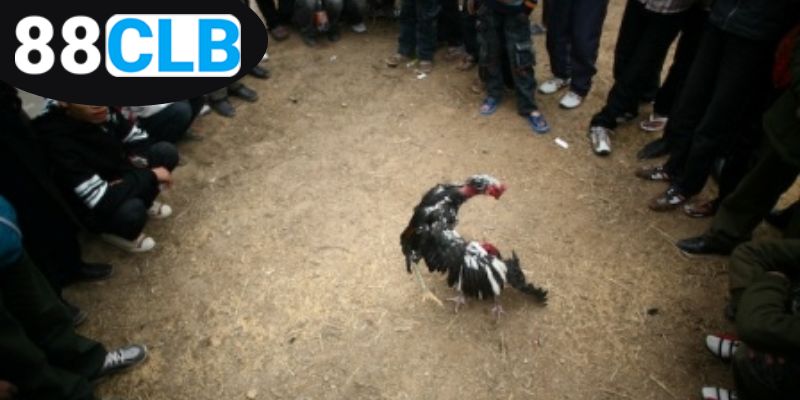 Mẹo Đá Gà Thắng Lớn - Chiến Thuật Đỉnh Cao Cho Người Chơi 2 kham-pha-meo-da-ga-thang-lon