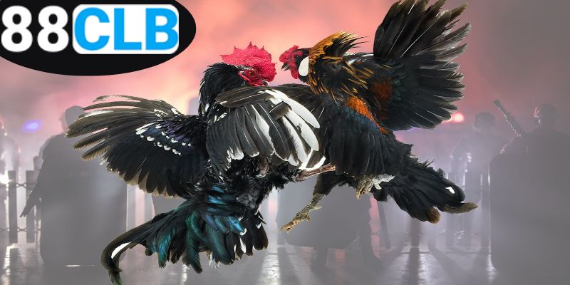 Mẹo Đá Gà Thắng Lớn - Chiến Thuật Đỉnh Cao Cho Người Chơi 1 meo-da-ga-thang-lon