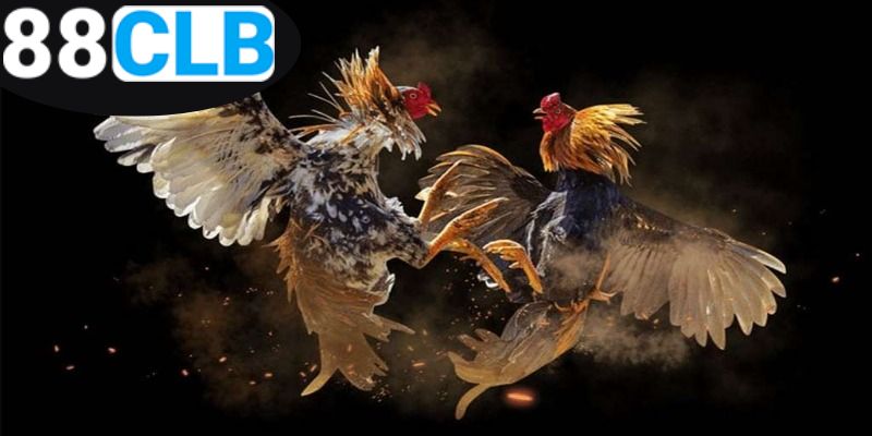 Mẹo Đá Gà Thắng Lớn - Chiến Thuật Đỉnh Cao Cho Người Chơi 6 nam-vung-meo-da-ga-thang-lon-cho-chien-thang