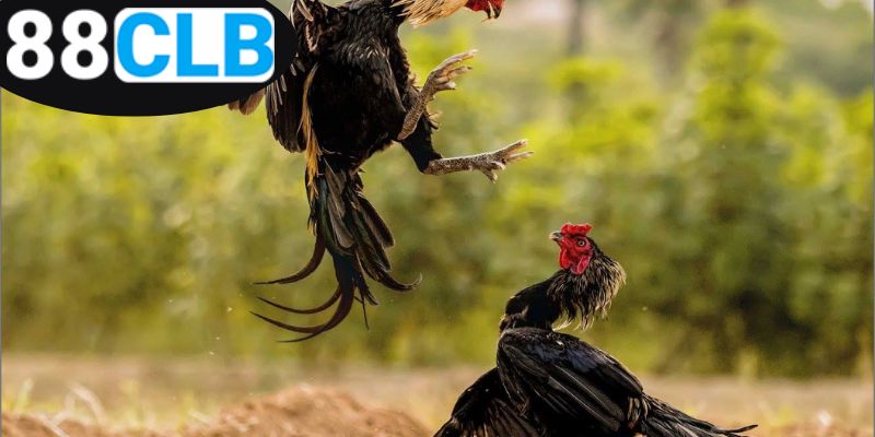 Mẹo Đá Gà Thắng Lớn - Chiến Thuật Đỉnh Cao Cho Người Chơi 3 tim-hieu-meo-da-ga-hieu-qua-de-thang-lon